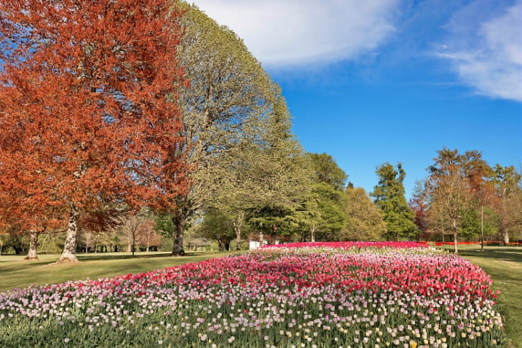 Bandeau de tulipes à Cheverny ©C. Mouton - CRT Centre Val de Loire