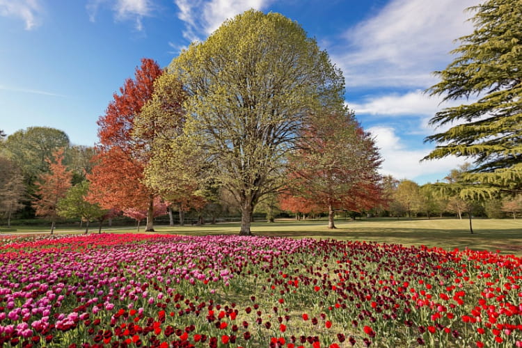 Bandeau de tulipes à Cheverny ©C. Mouton - CRT Centre Val de Loire