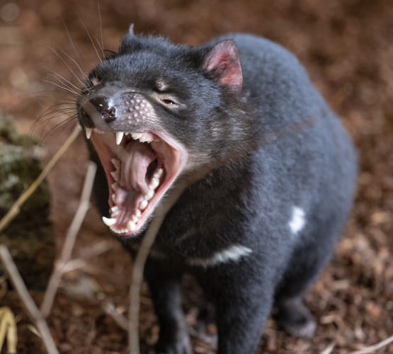 Diable de Tasmanie - ZooParc de Beauval