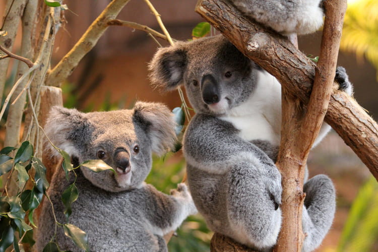 Koala - ZooParc de Beauval