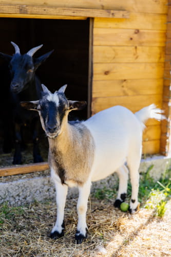 Bienvenue à la Ferme - Chèvre ©Les Conteurs - OT Sud Val de Loire