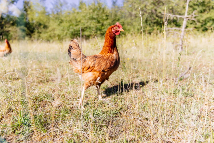 Bienvenue à la Ferme - Poule ©Les Conteurs - OT Sud Val de Loire