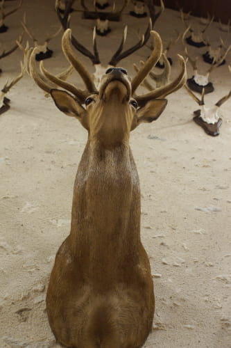 Brame du cerf à Chambord ©Cécile Marino